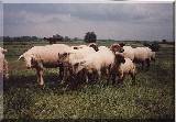 Und blich in dieser Gegend - Schafe,Schafe,Schafe -